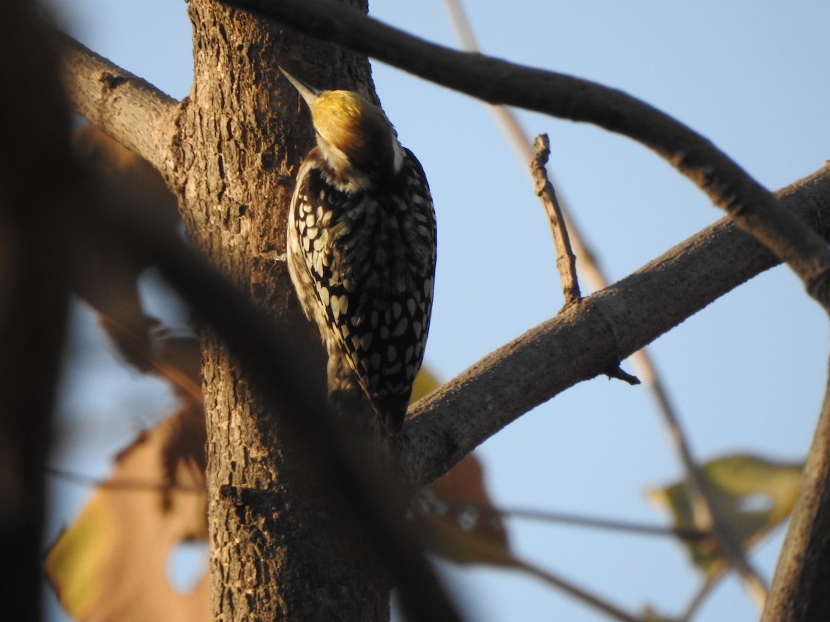 Yellow-crowned Woodpecker - ML140338041