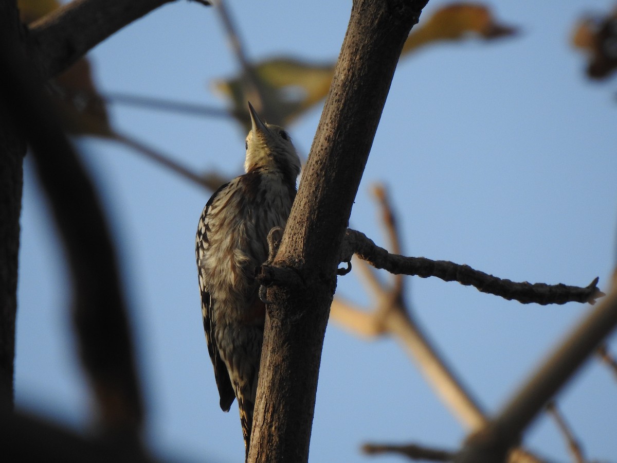 Yellow-crowned Woodpecker - ML140338061