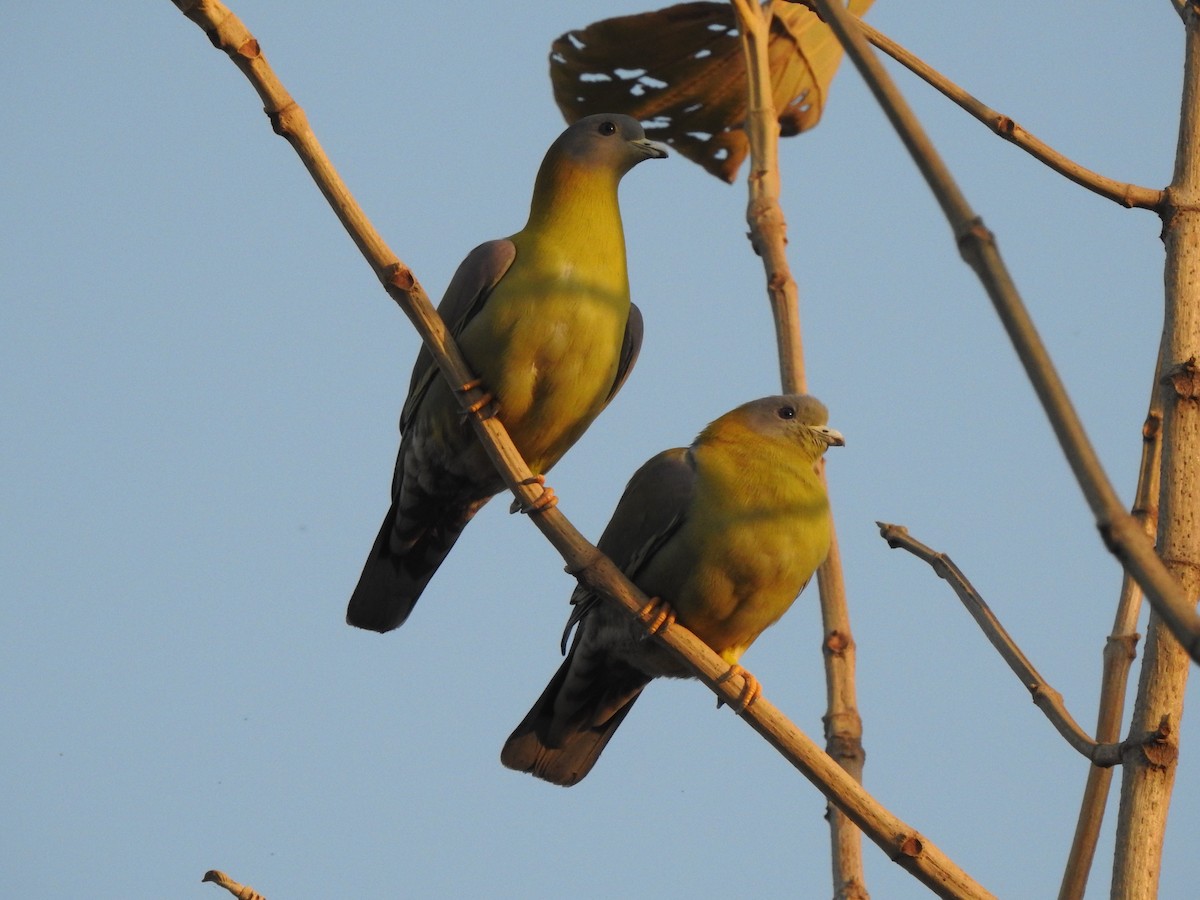 Yellow-footed Green-Pigeon - ML140338151