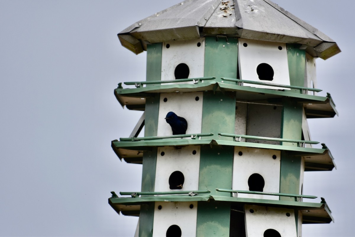 Purple Martin - ML140338241