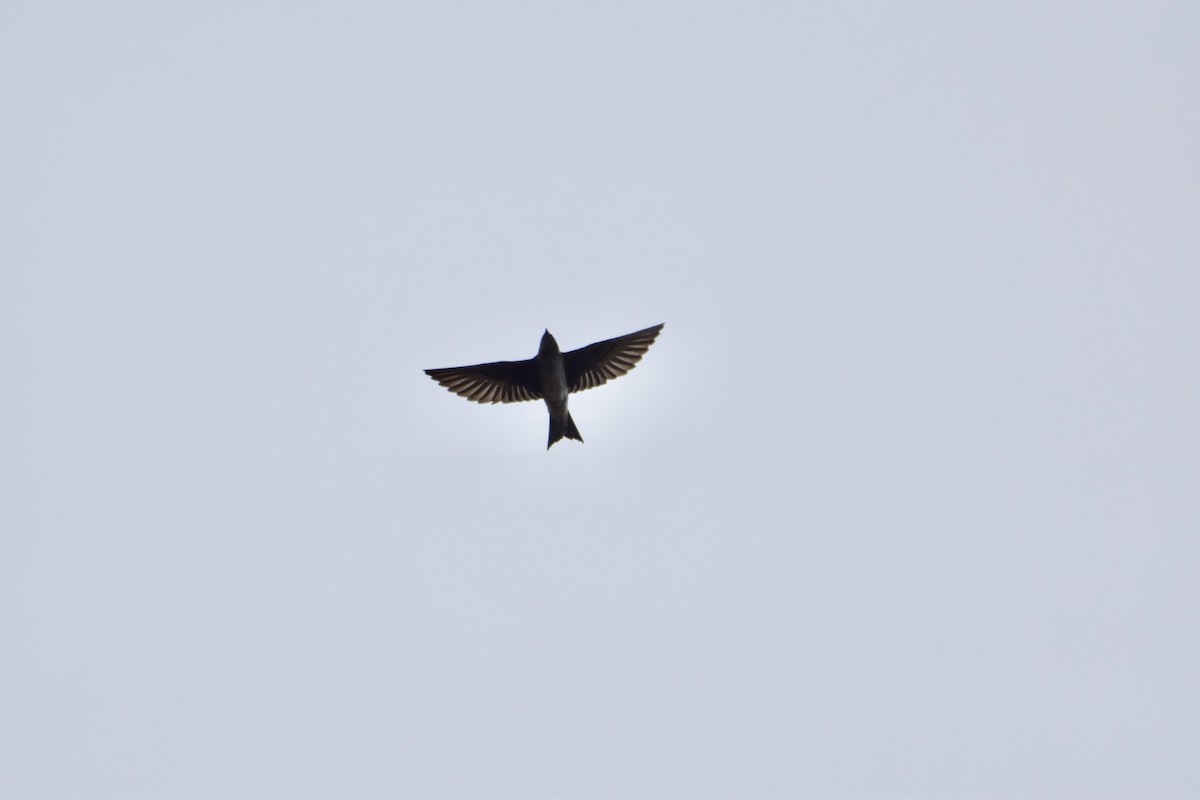 Purple Martin - ML140338251