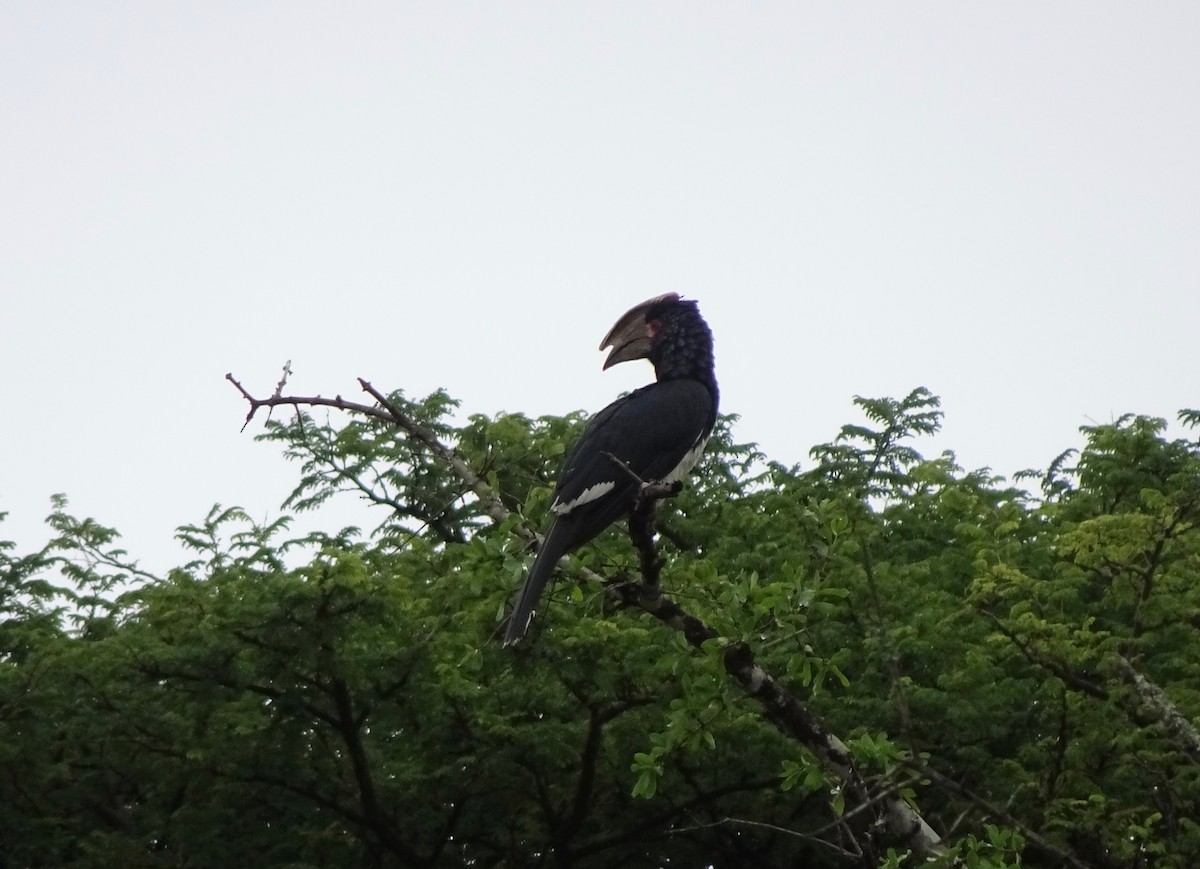 Trumpeter Hornbill - ML140338951