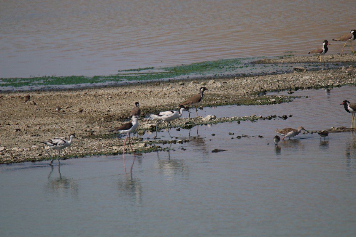 Pied Avocet - S S Suresh