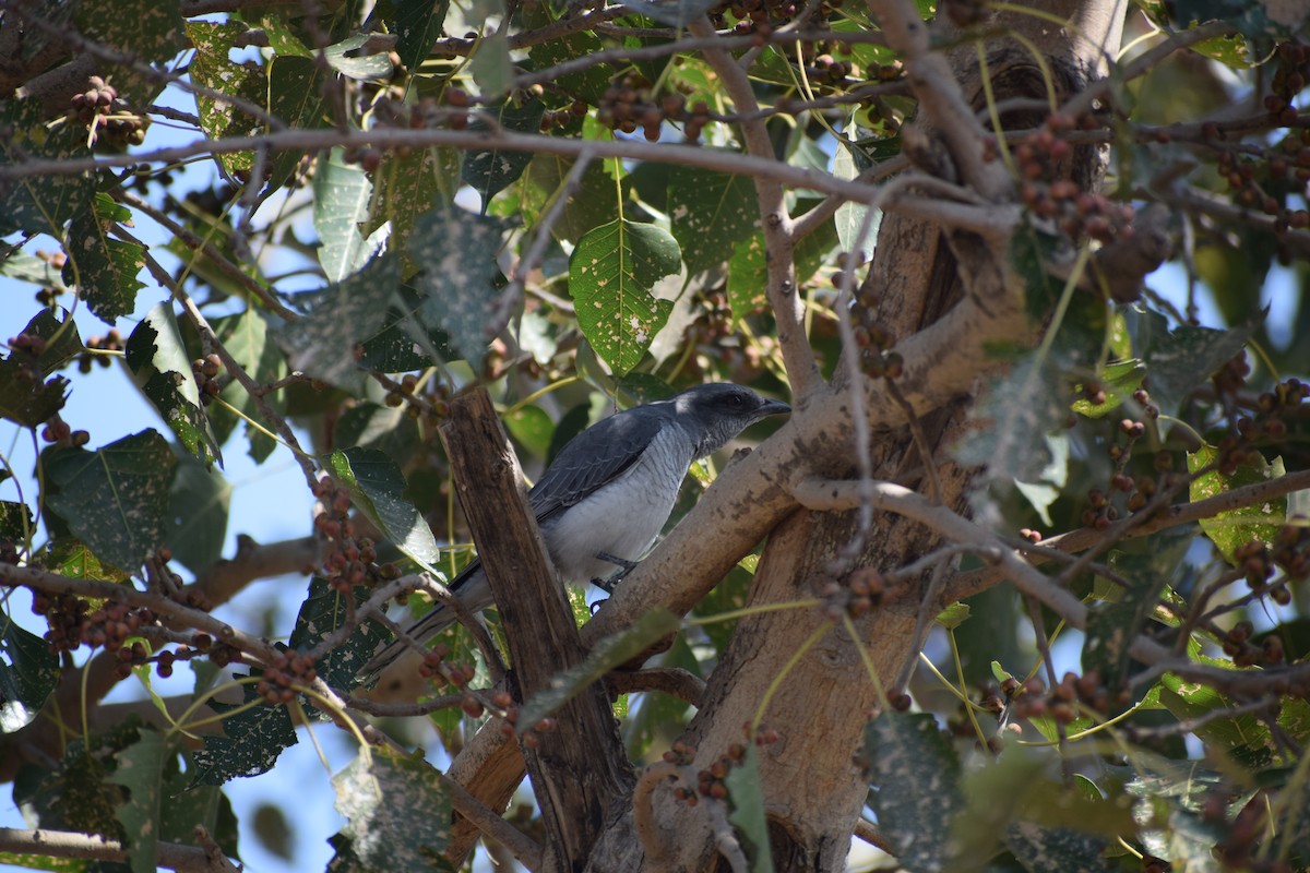 Large Cuckooshrike - ML140339921