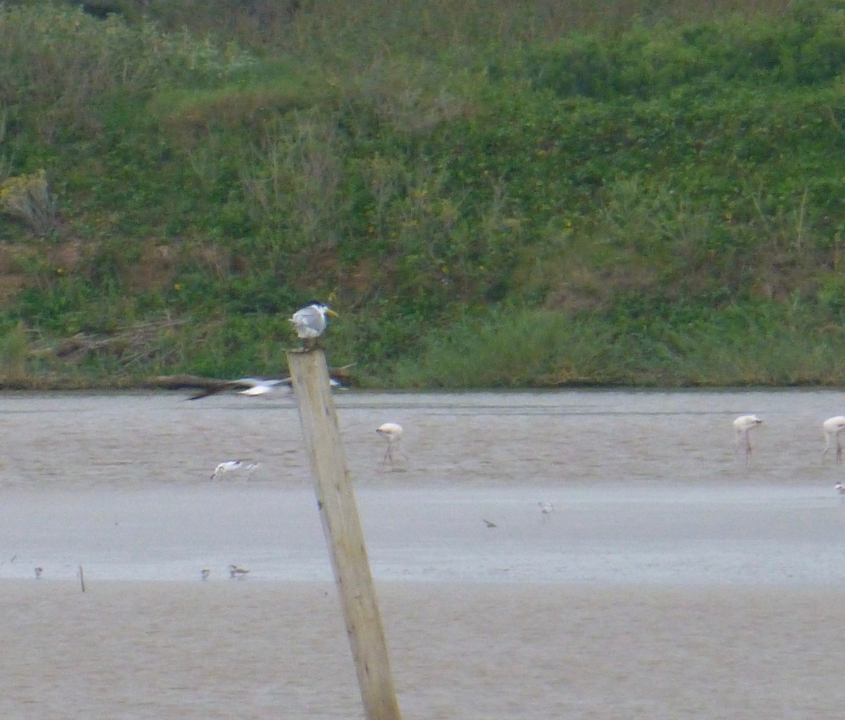 Great Crested Tern - ML140340401