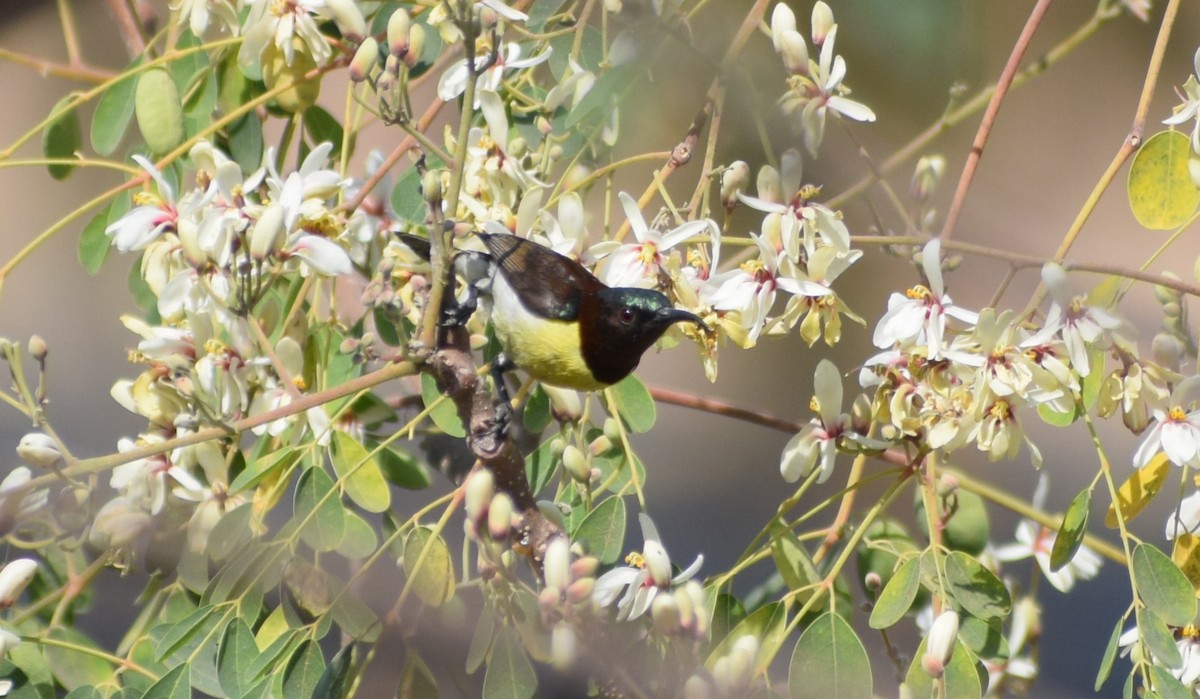 Purple-rumped Sunbird - ML140340741