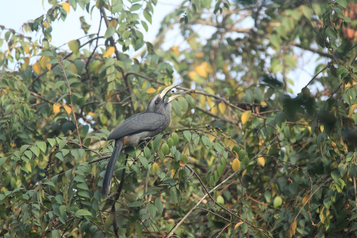 Cálao Gris Malabar - ML140341091