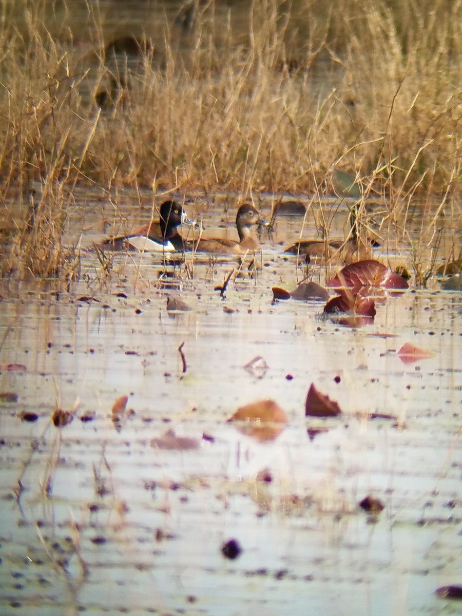 Ring-necked Duck - ML140342191