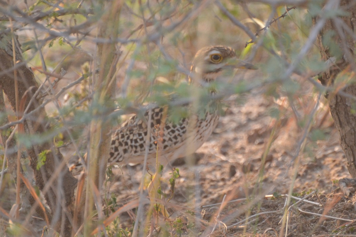 Spotted Thick-knee - ML140343711