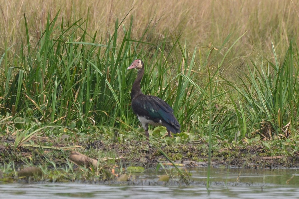 Spur-winged Goose - ML140345221