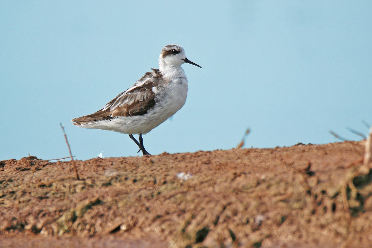 svømmesnipe - ML140346131