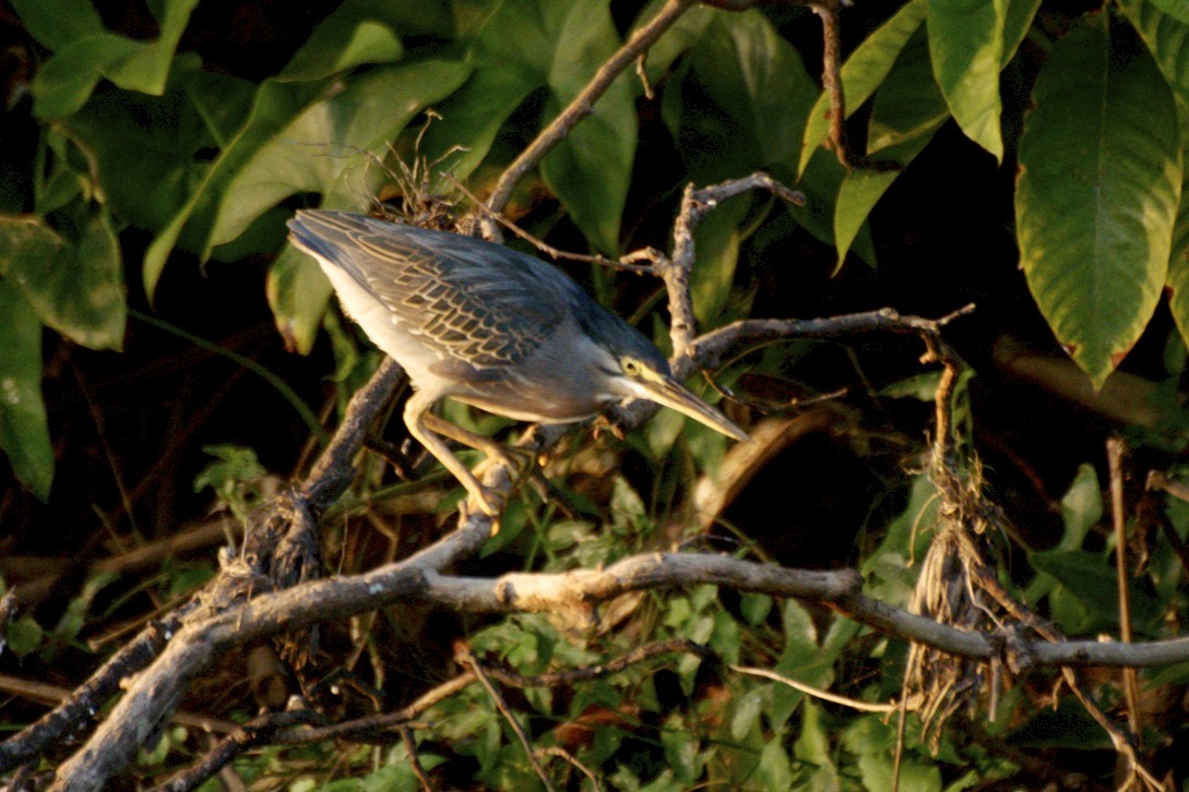 Striated Heron - Marilyn Henry