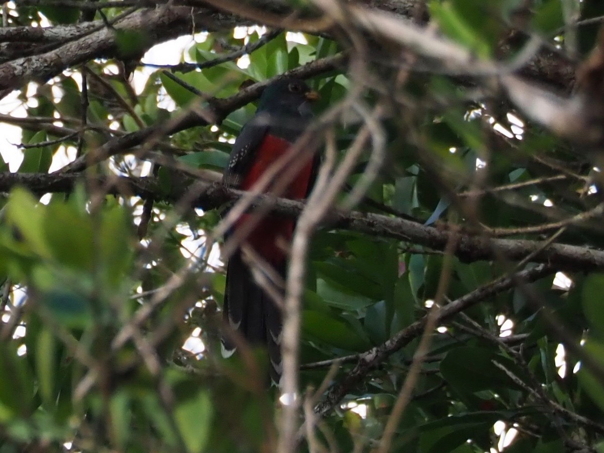 Kara Kuyruklu Trogon - ML140347071