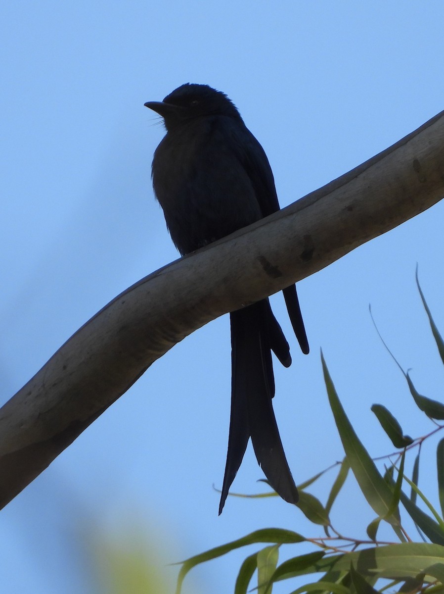 drongo kouřový - ML140348211