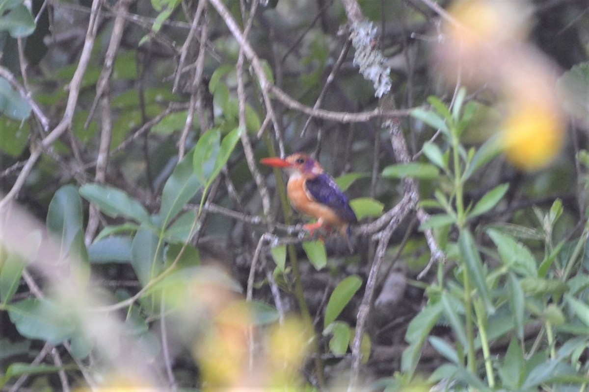 African Pygmy Kingfisher - ML140348991