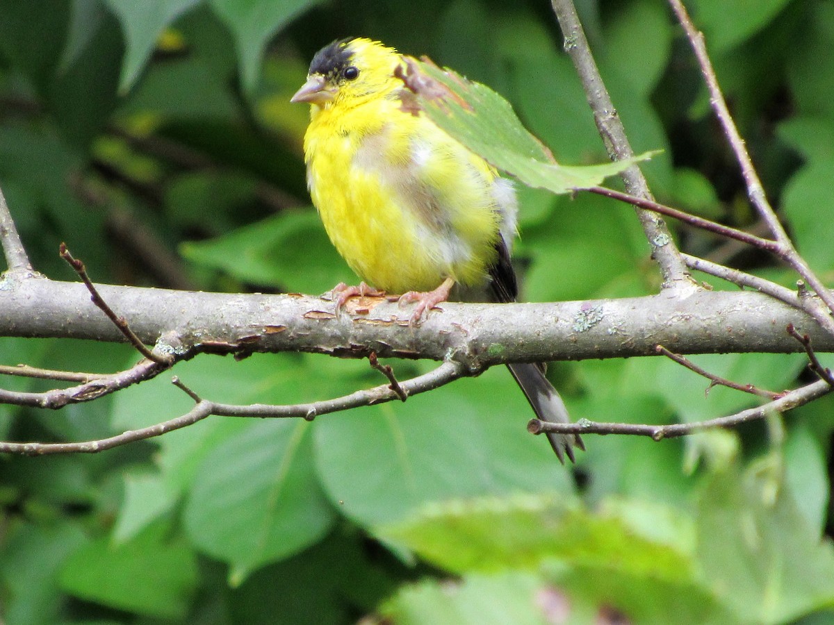 Chardonneret jaune - ML140350491