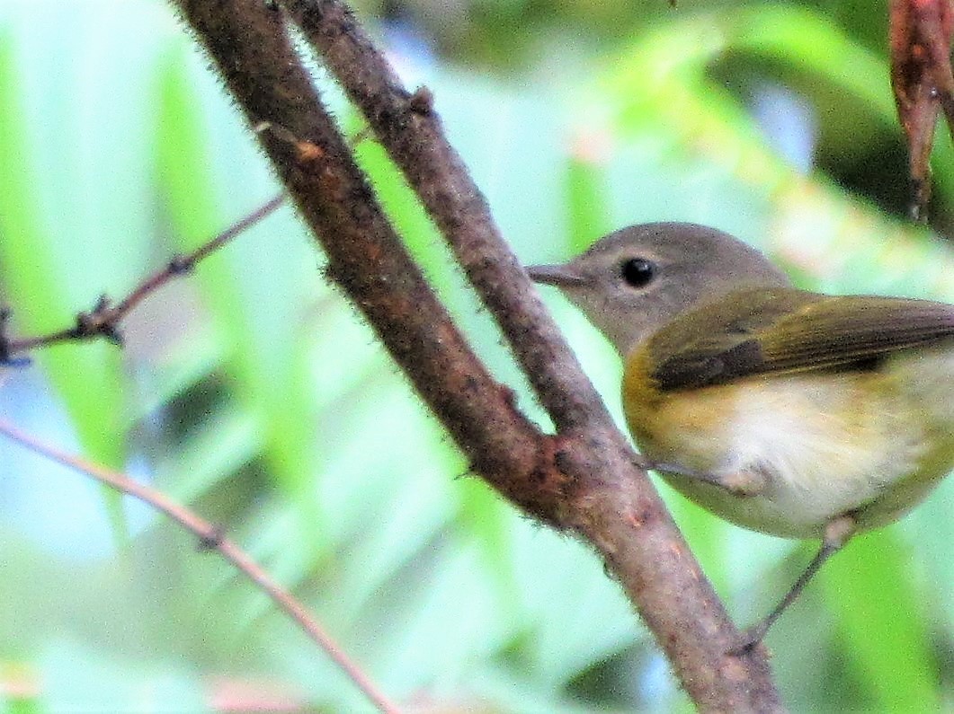 Paruline flamboyante - ML140350551