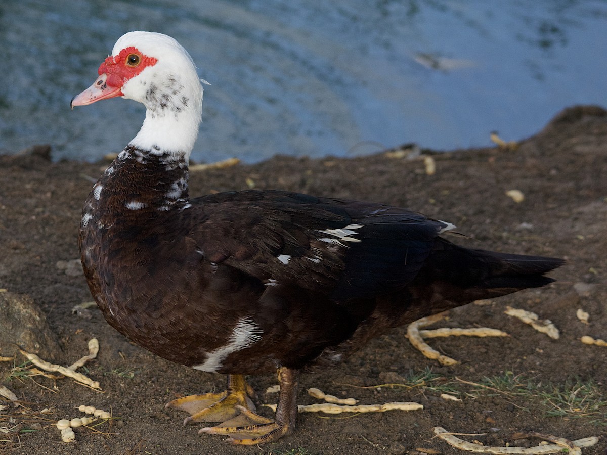 Pato Criollo (doméstico) - ML140350631