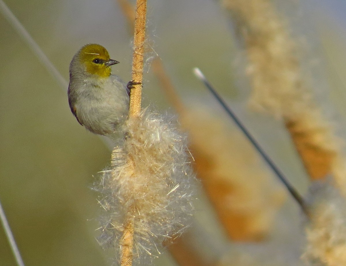 Verdin - ML140350661