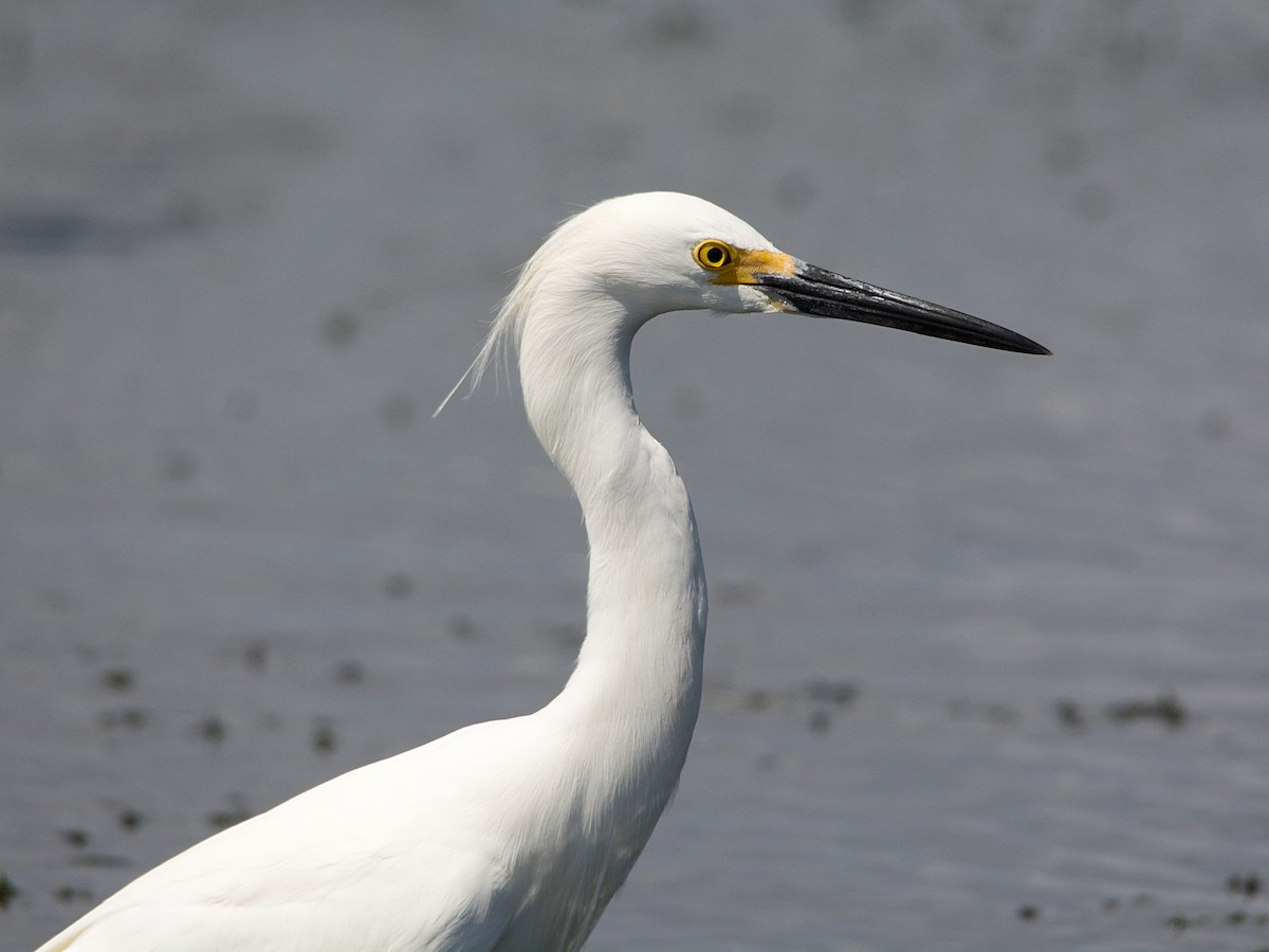 Snowy Egret - ML140350681