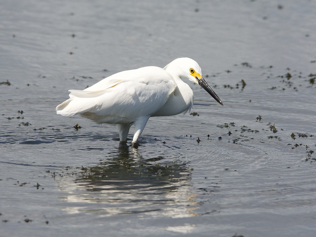 Snowy Egret - ML140350701