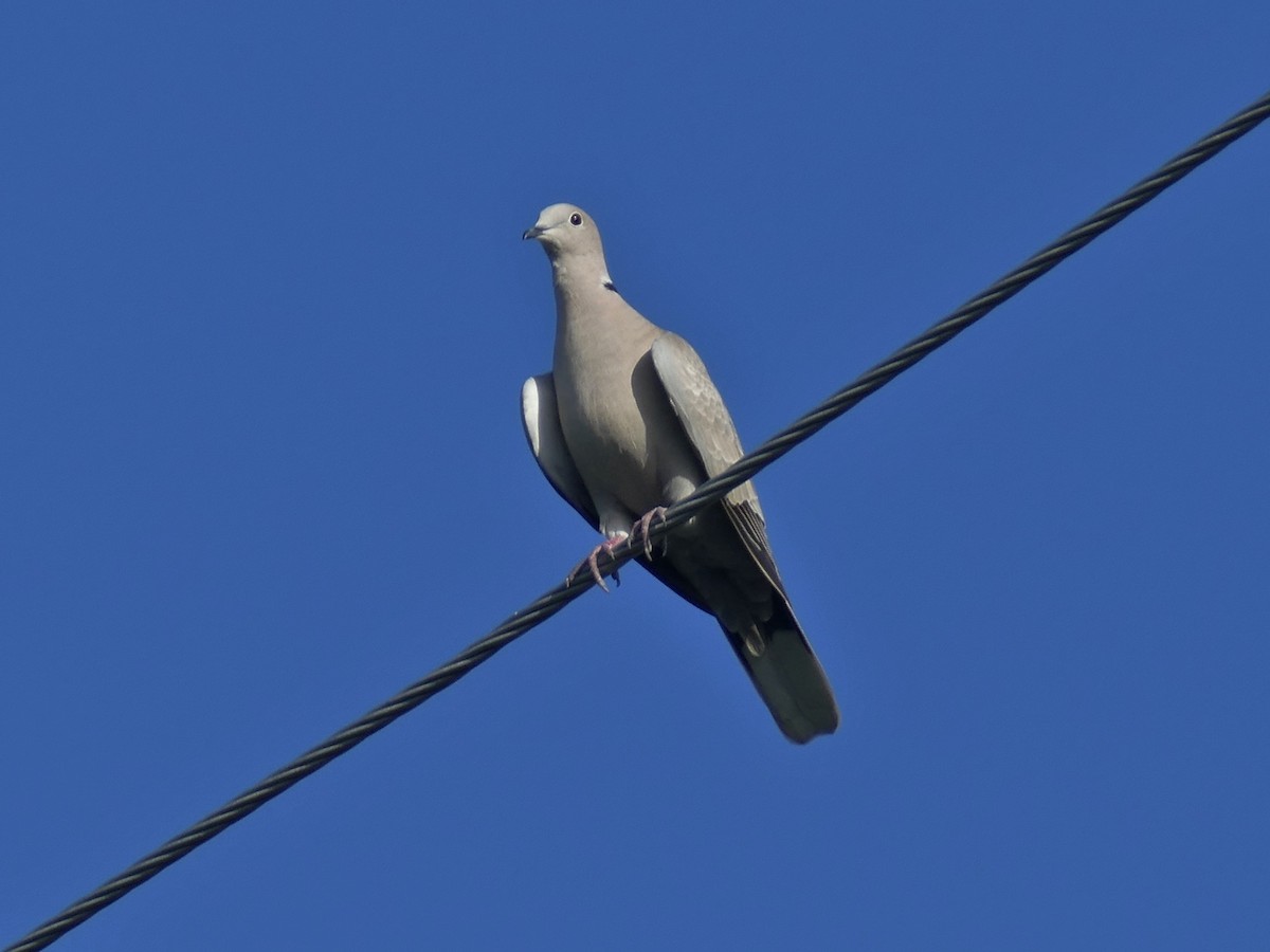 Eurasian Collared-Dove - ML140350731