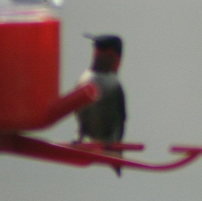 Рубиновогорлый колибри - ML140350941