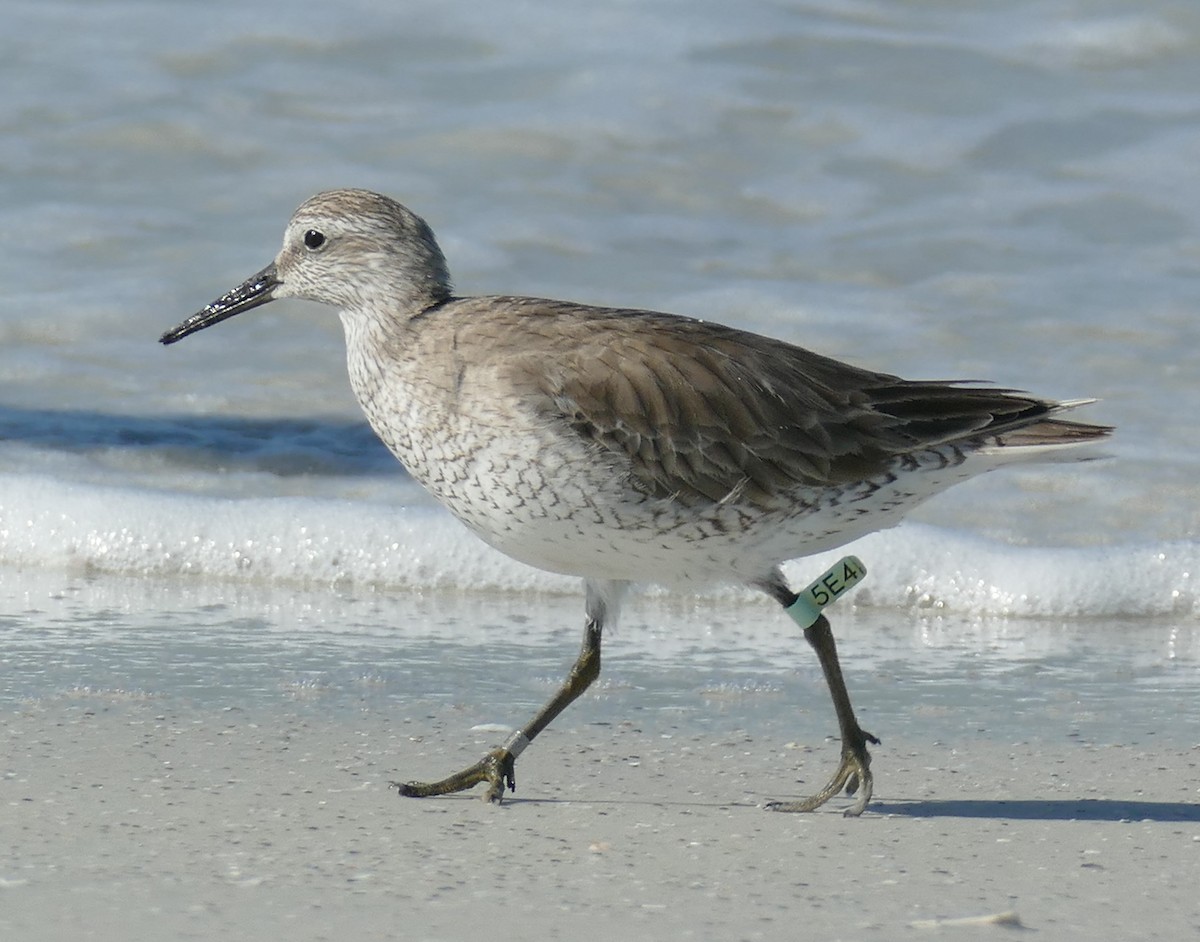 Red Knot - ML140351001