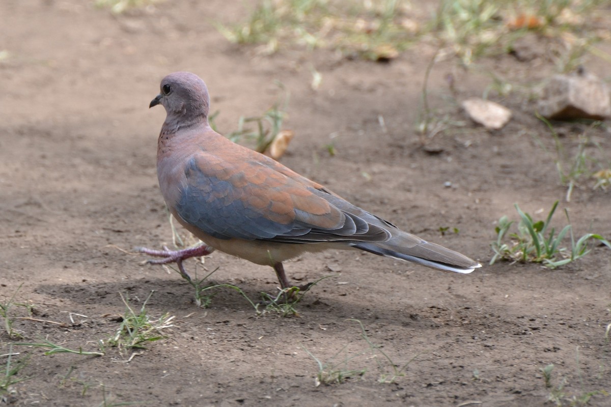 Laughing Dove - ML140351321