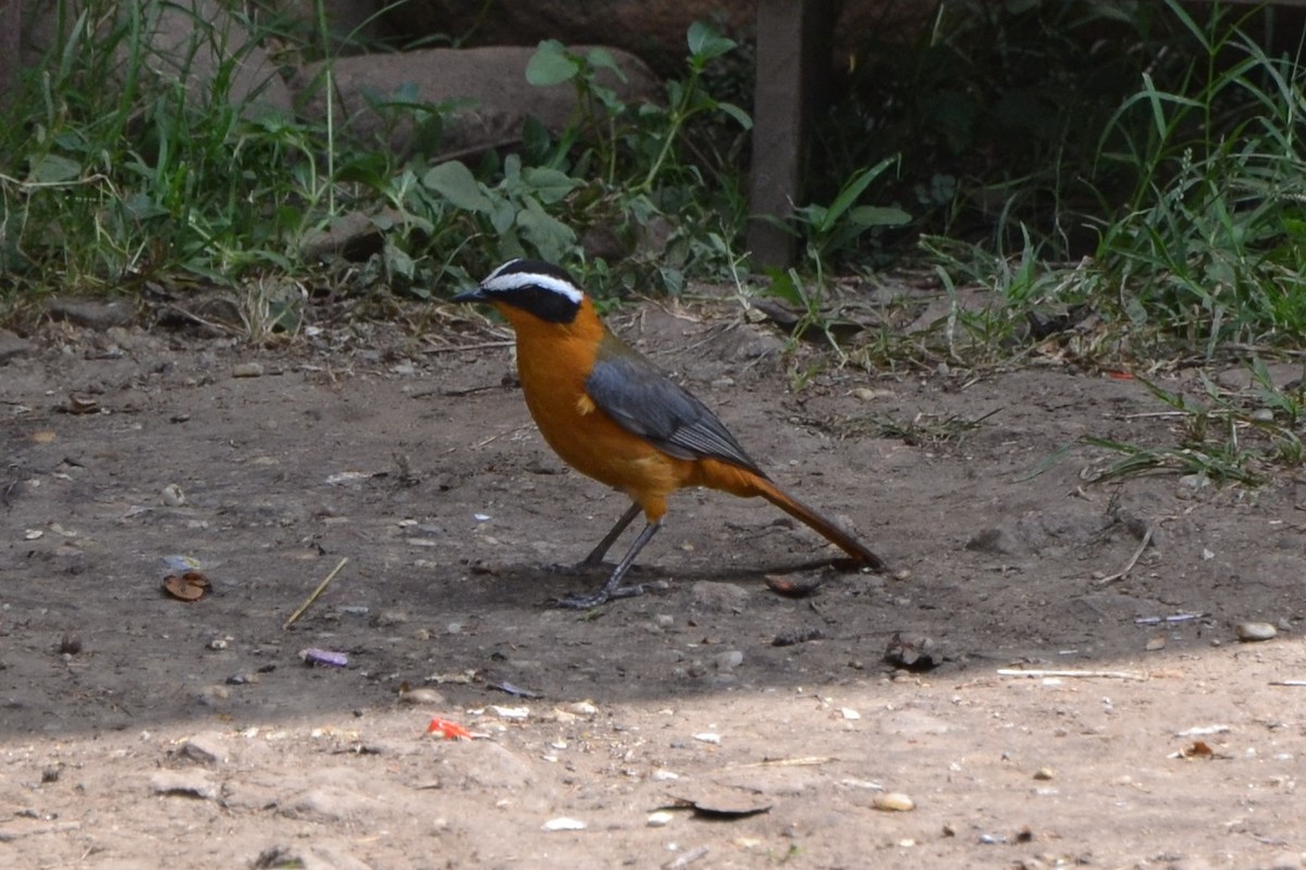 White-browed Robin-Chat - ML140351521