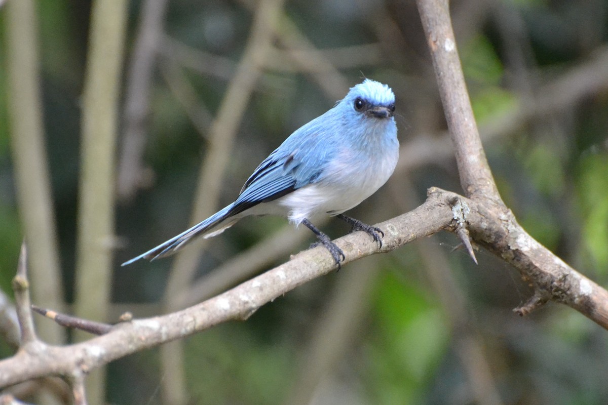 White-tailed Blue Flycatcher - ML140351541