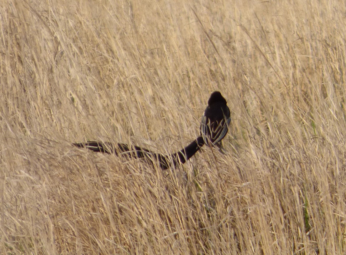 Long-tailed Widowbird - ML140352191