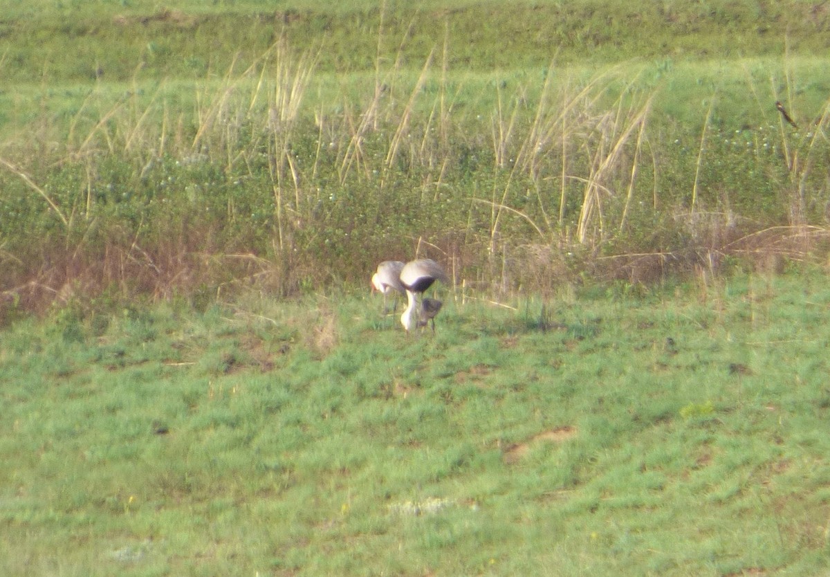 Wattled Crane - ML140352541