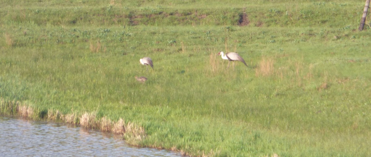 Wattled Crane - ML140352551