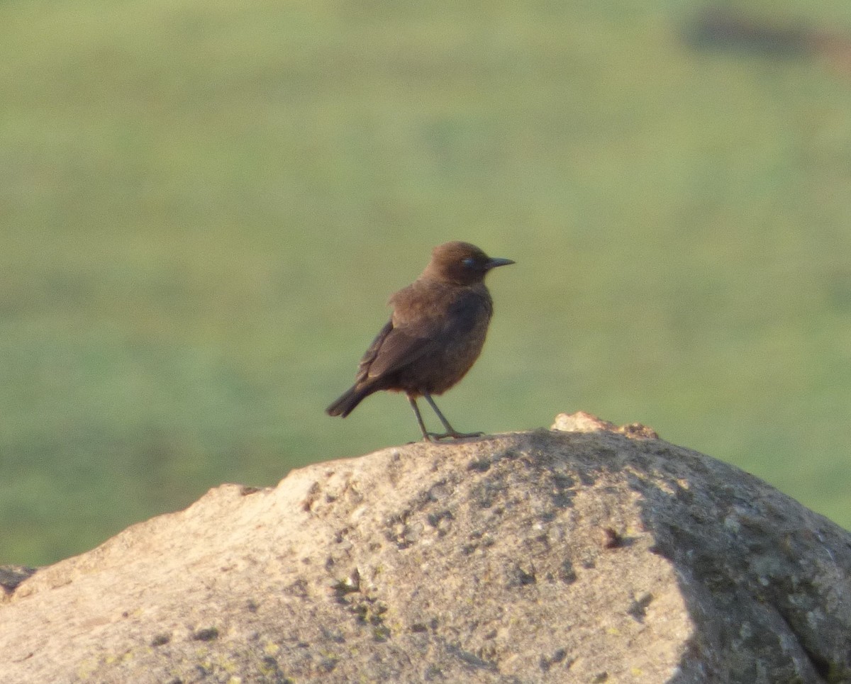 Southern Anteater-Chat - ML140352981