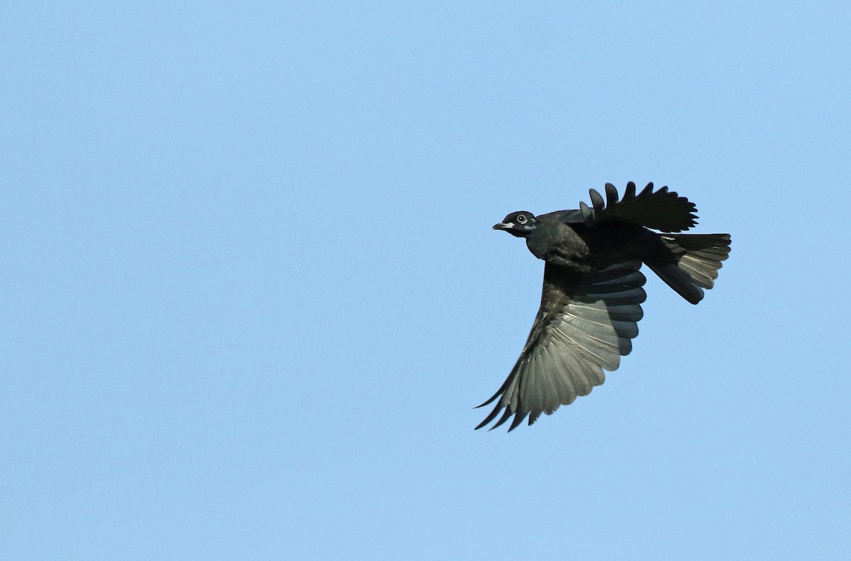 Bare-necked Fruitcrow - ML140353531