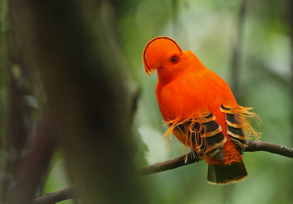 Guianan Cock-of-the-rock - ML140354211