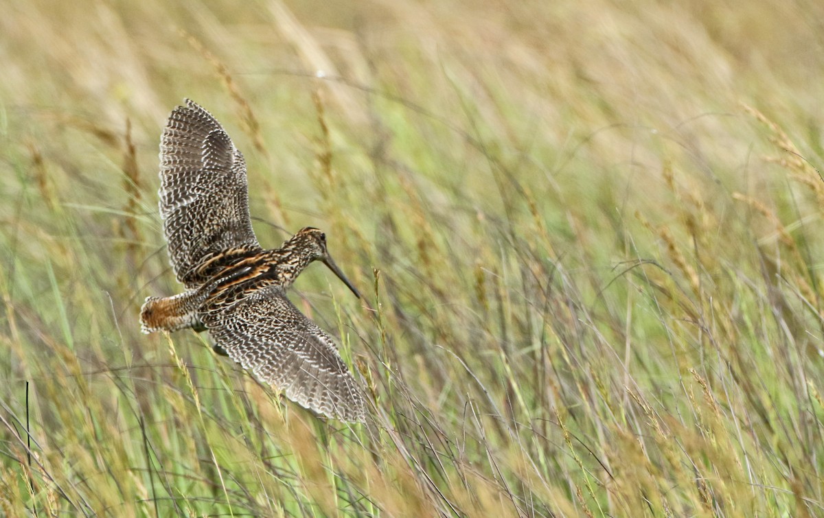 Giant Snipe - ML140354341