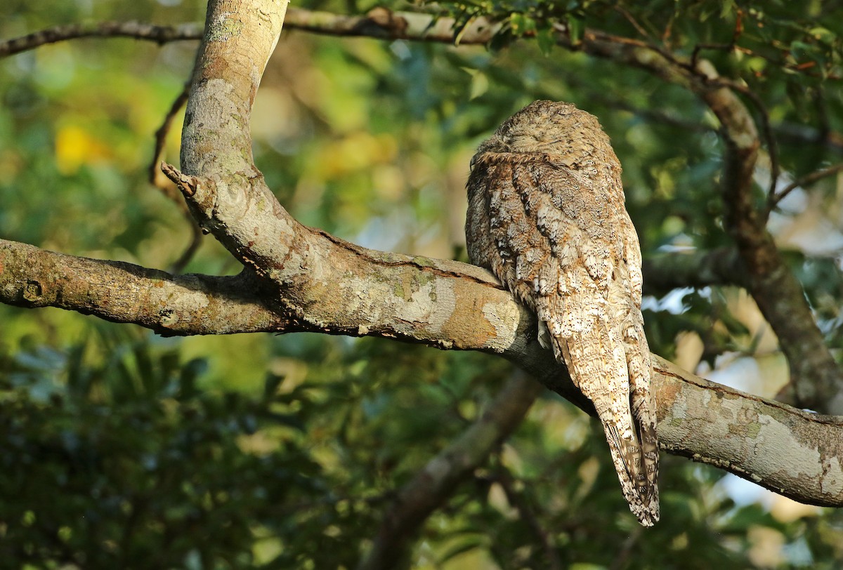 Great Potoo - Luke Seitz