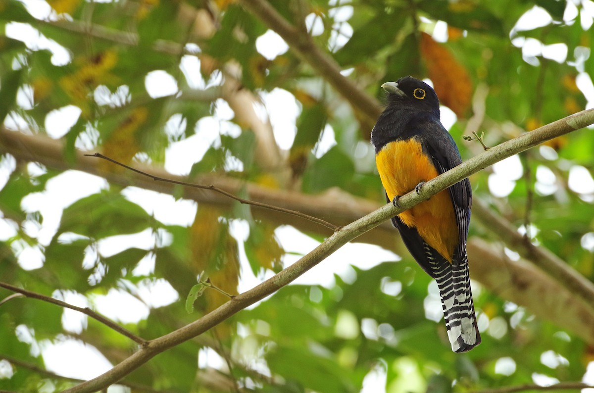 trogon guyanský - ML140354671