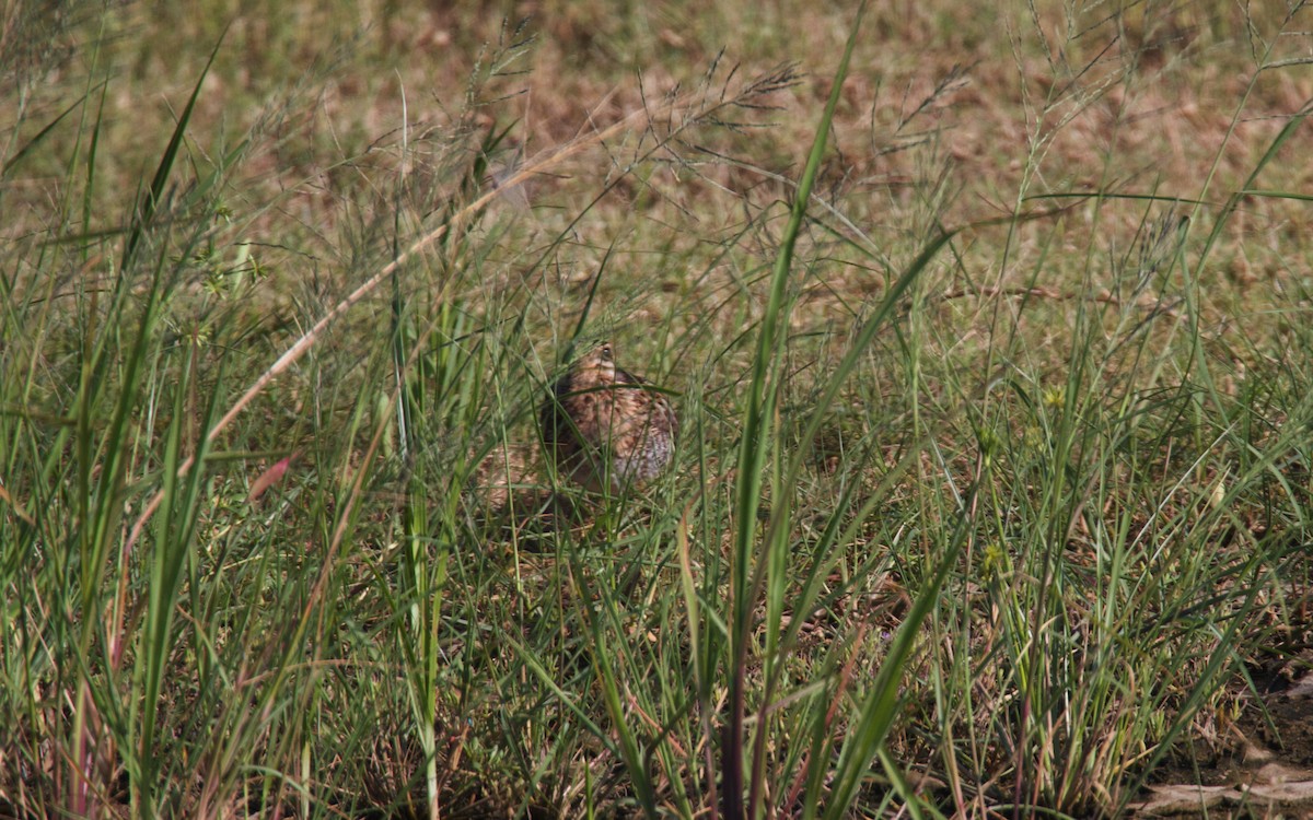 Wilson's Snipe - ML140354751