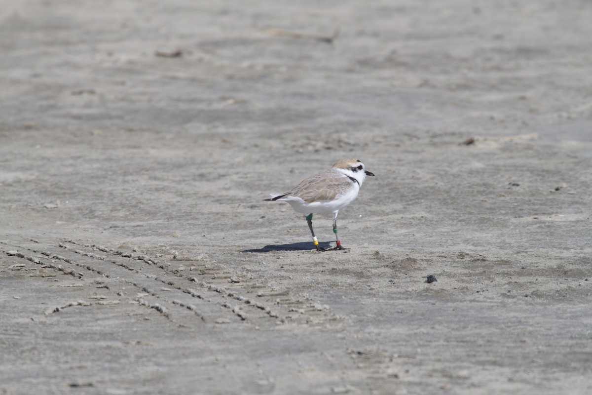 Snowy Plover - Richard Gibbons