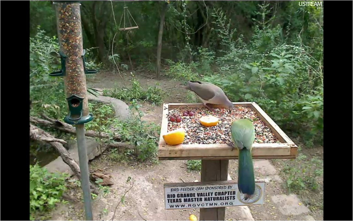 Green Jay - Richard Gibbons