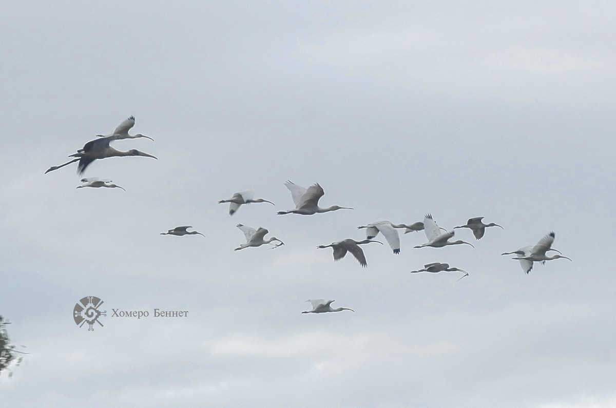 White Ibis - Bennet Homero