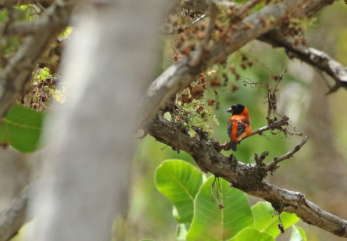 Red Siskin - ML140355381