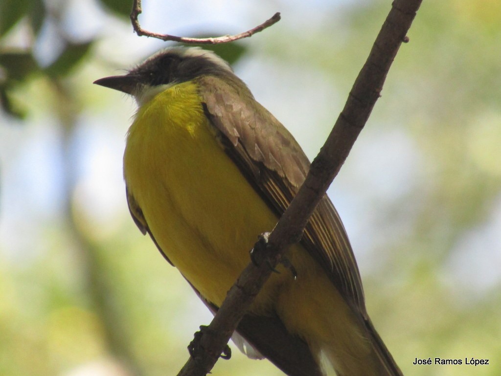 Social Flycatcher - ML140357291