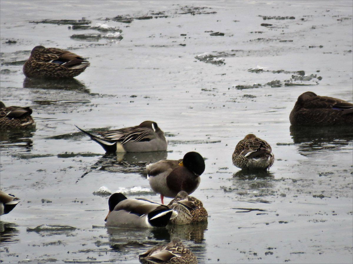 Northern Pintail - ML140357721