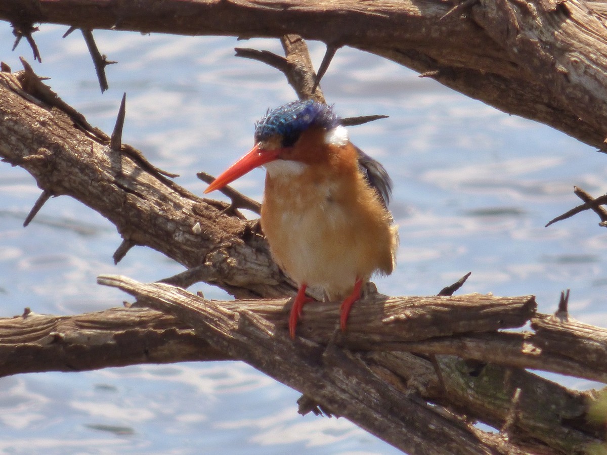 Malachite Kingfisher - ML140357831