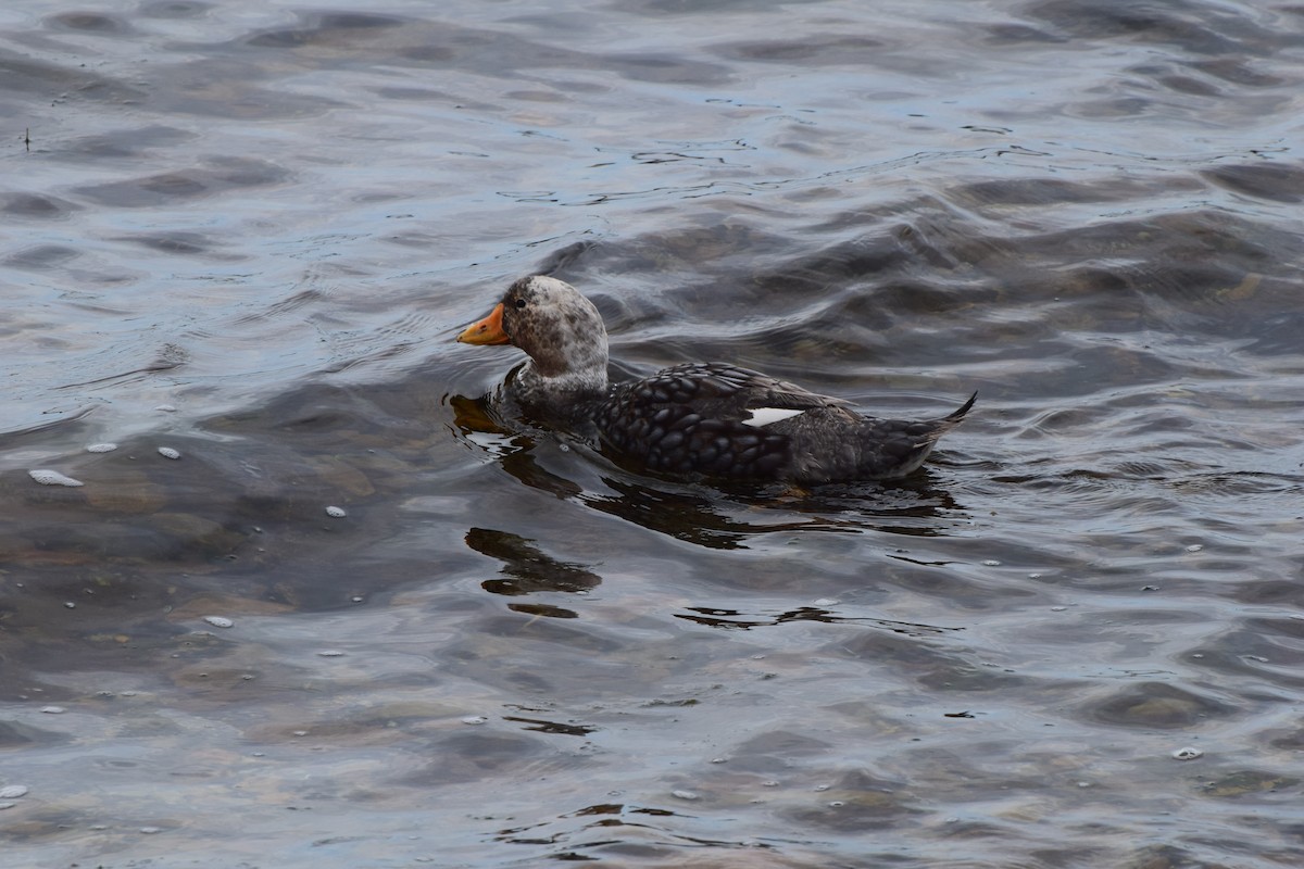 Falkland Steamer-Duck - ML140358211