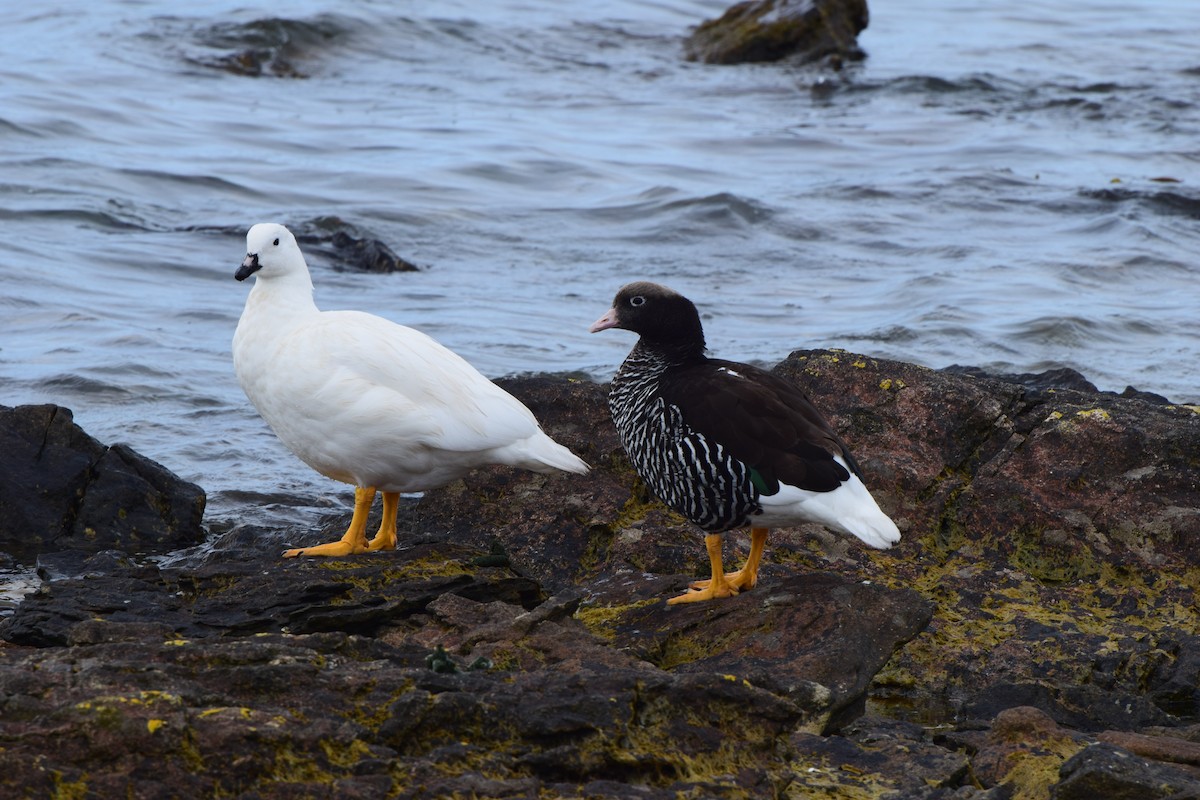 Kelp Goose - ML140358381